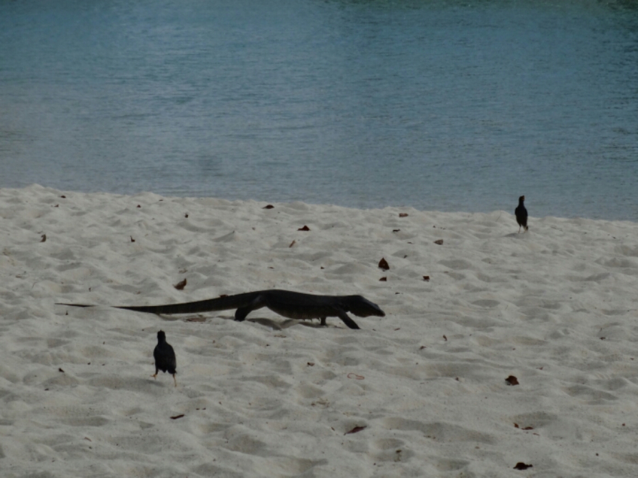 wp-1457745258406 image