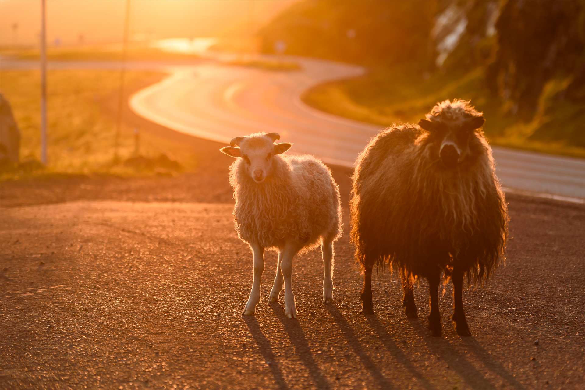 Schafe | Faröer Inseln