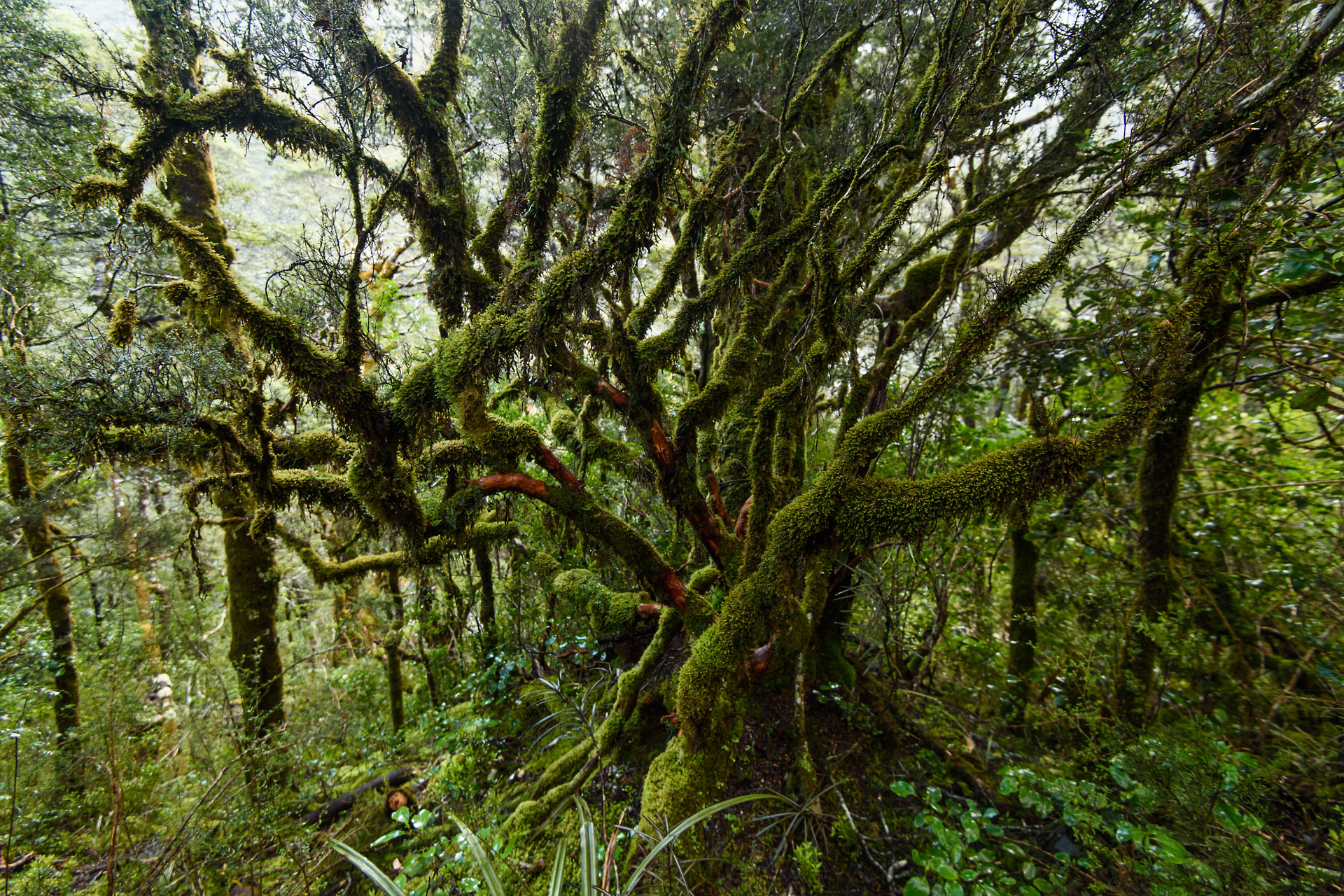 Regenwald | Neuseeland