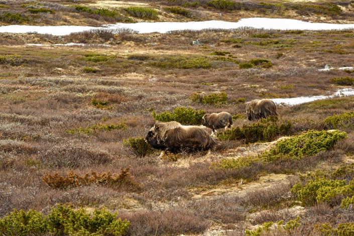 Bisons im Rondane Nationalpark